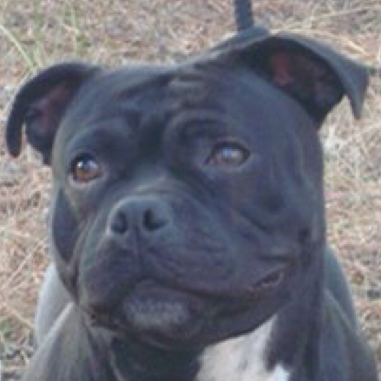 Criador de Staffordshire bull terrier
