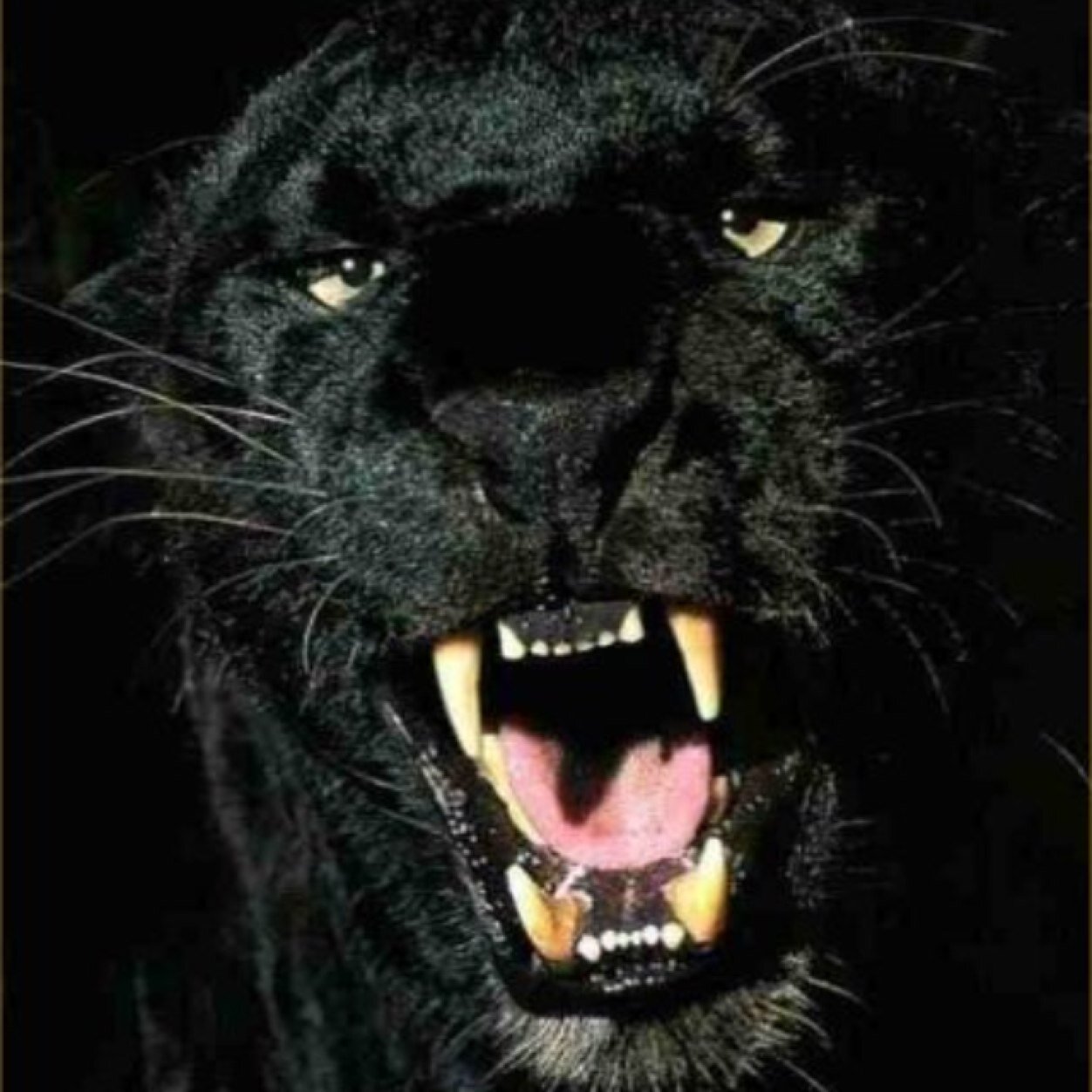 OFFICIAL RIVERSIDE HIGH SCHOOL BASEBALL ACCOUNT. 4x State Champions. 5x WPIAL Champions. Tweeting all the news up to date on the Panthers' 2019 season.