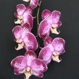 North High School, Torrance, CA 1957; UGA, Athens, GA 1962; Retired from CSC/Stennis Space Center 2007. Hobby is growing/showing orchids