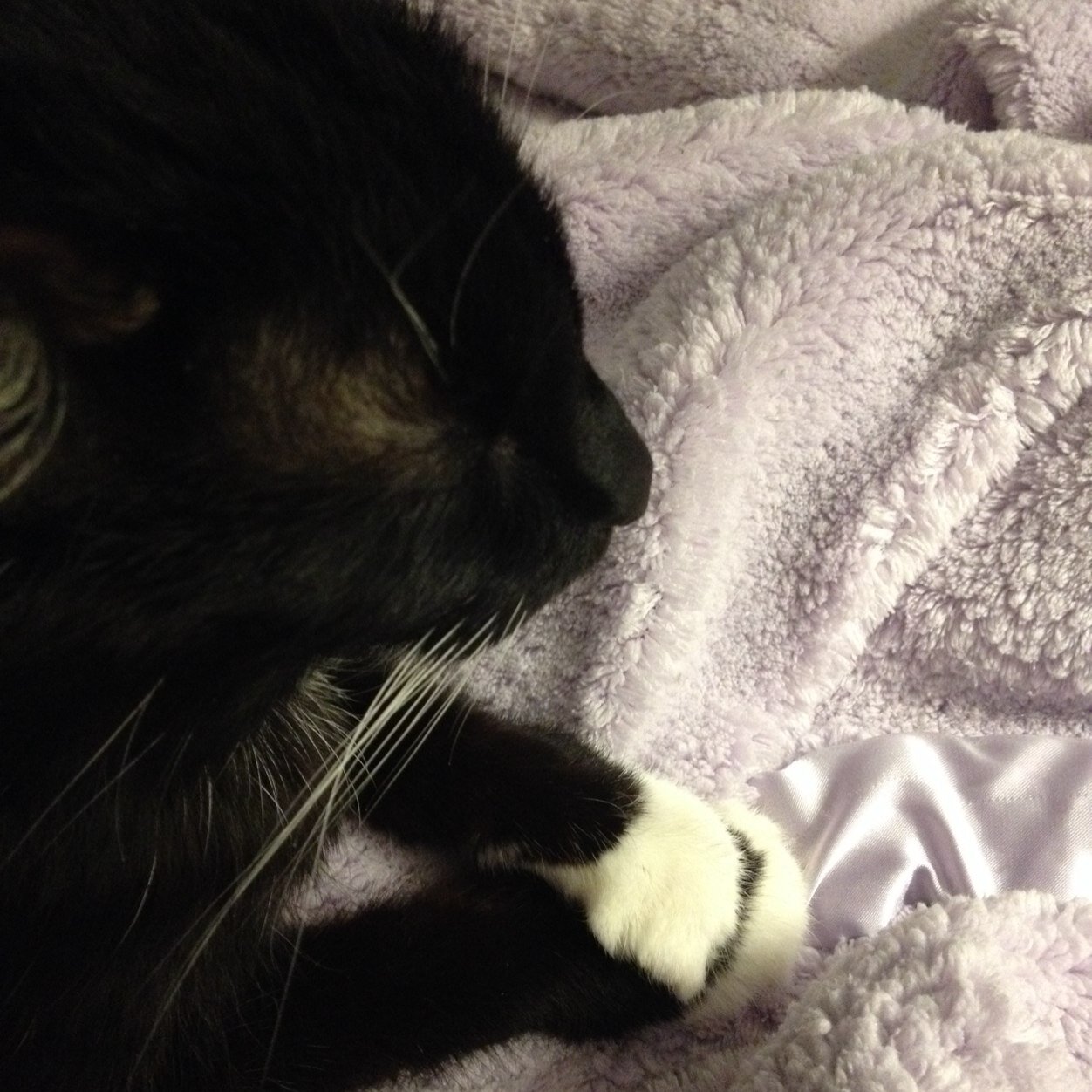 Wit and wisdom from a 21-year-old Tuxedo cat. You're welcome.