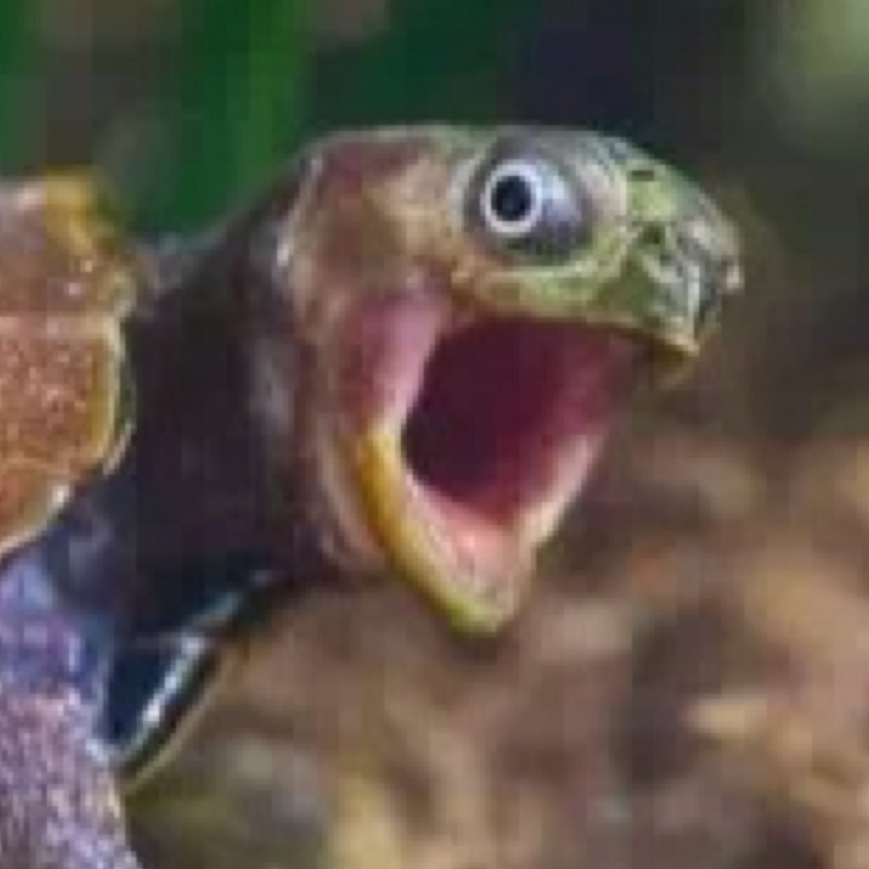 OriginalCR3W's profile picture. Gaming with randys. Raging at my own foolishness, and playing music in my mic. CoD isn't just game it is bae. Current GT: Woody is Hard....call me Le Goncho