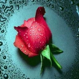 ZakiaPirzada's profile picture. Just Being a Human. Dreamer.Entrepreneur.
"Success is not final, failure is not fatal: it is the courage to continue that counts"