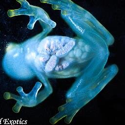 Welcome to the official Twitter page for Jungle Jewel Exotics. We specialize in Dart Frogs, Geckos, Custom Living Vivariums, and Supplies