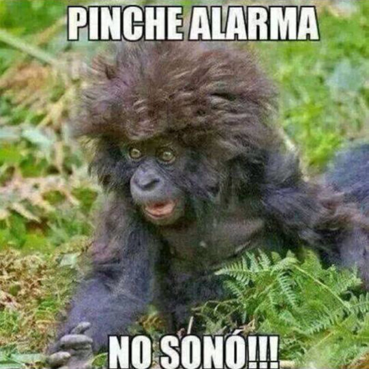 TonyTonytezo's profile picture. 