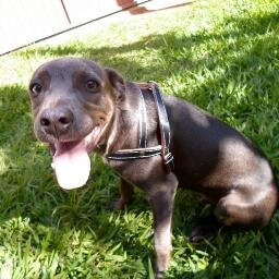 nunes_emersonee's profile picture. 