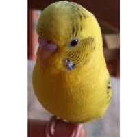 Liee*chan (@greeenaphro) 's Twitter Profile