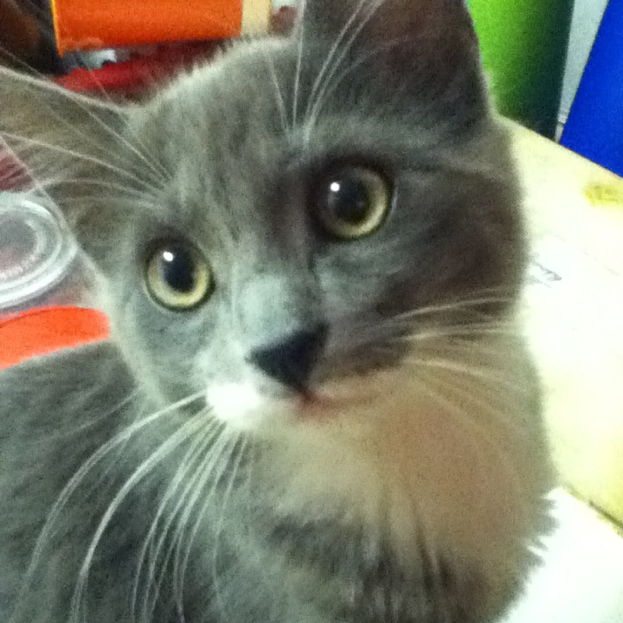 FluffferNutter's profile picture. R.I.P.
April 1st 2013 - May 11th 2015