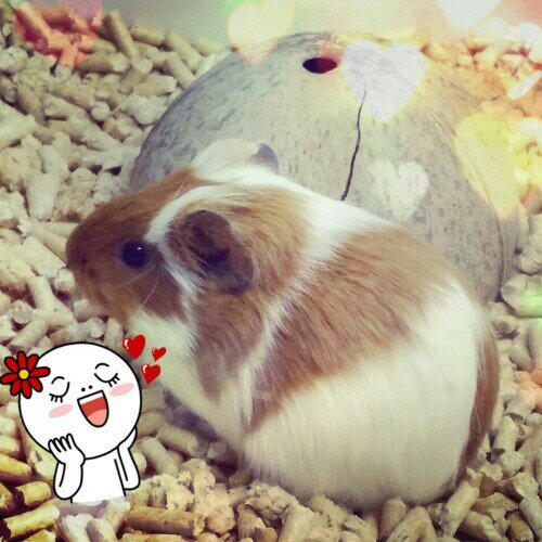 @BAILEYOFB_com                                                하루일과싹올라옴여~심심해가젤루마나영╰｜⊙o⊙ ｜