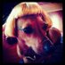 pppeter (@nguenpeter) Twitter profile photo