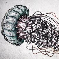 Noodlefish (@noodlefish) 's Twitter Profile Photo