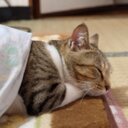 うきゅーこ (@0125Val) Twitter