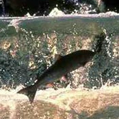 fish_ladder's profile picture. Just a guy concerned about future fish habitats worldwide.