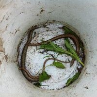 Brushdale Env (@reptilefence) 's Twitter Profile
