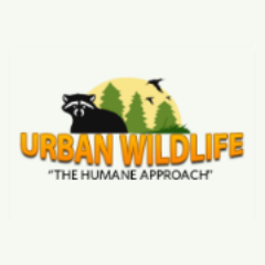 Humane exclusion and removal of raccoons, squirrels, skunks, birds, bats and other wildlife.