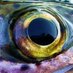 Edenfish2 (@edenfish2) Twitter profile photo
