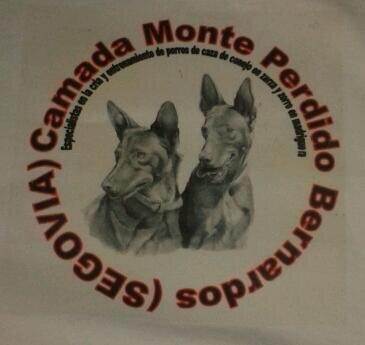 c_monteperdido's profile picture. camada amateur que cria podencos beagles jagd terriers y milrazas. tfno 695335350 622690049 658362435