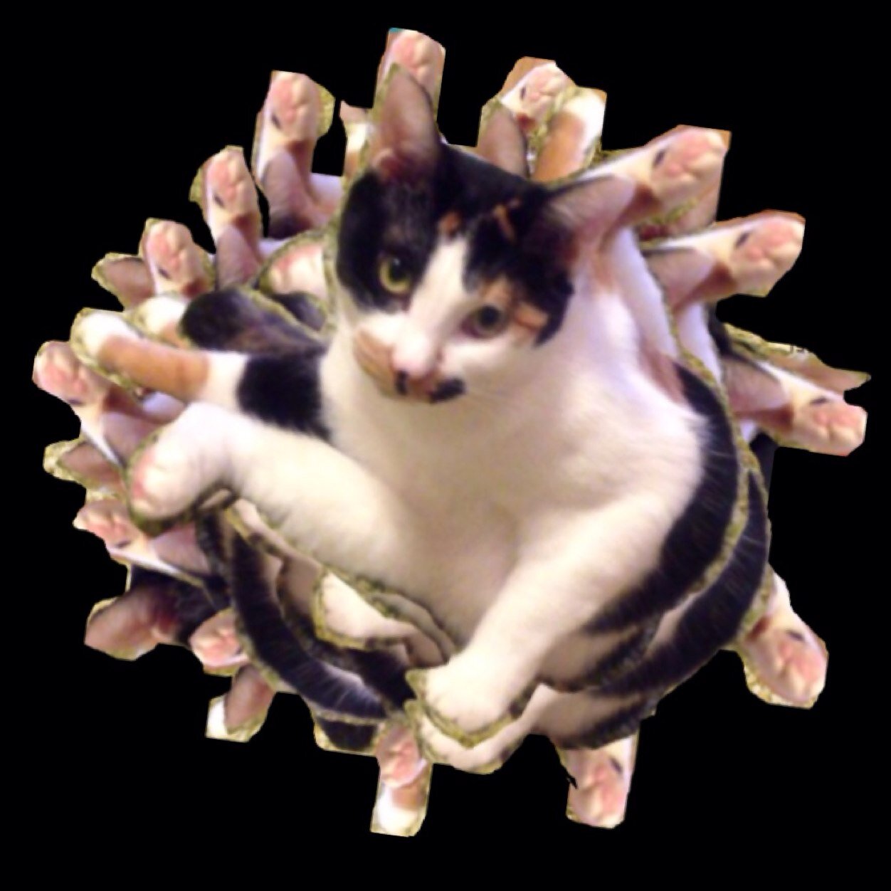 kashippe's profile picture. 