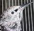 Captive Pet European Starling Tips, Advice & More! Visit our Website!