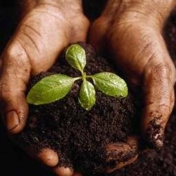 TreeAPI's profile picture. Plant a Tree as a Service. Making it as easy to plant a tree as clicking Like on Facebook.