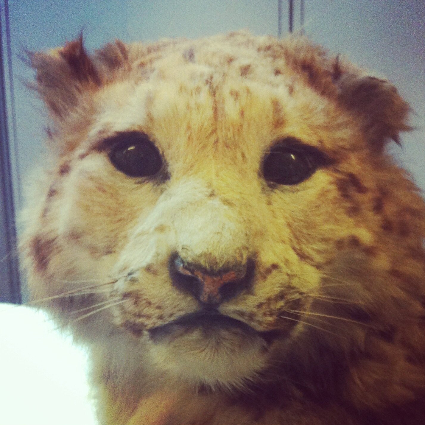 NHMConservation's profile picture. Tweets from the conservation centre at the Natural History Museum in London... coming soon