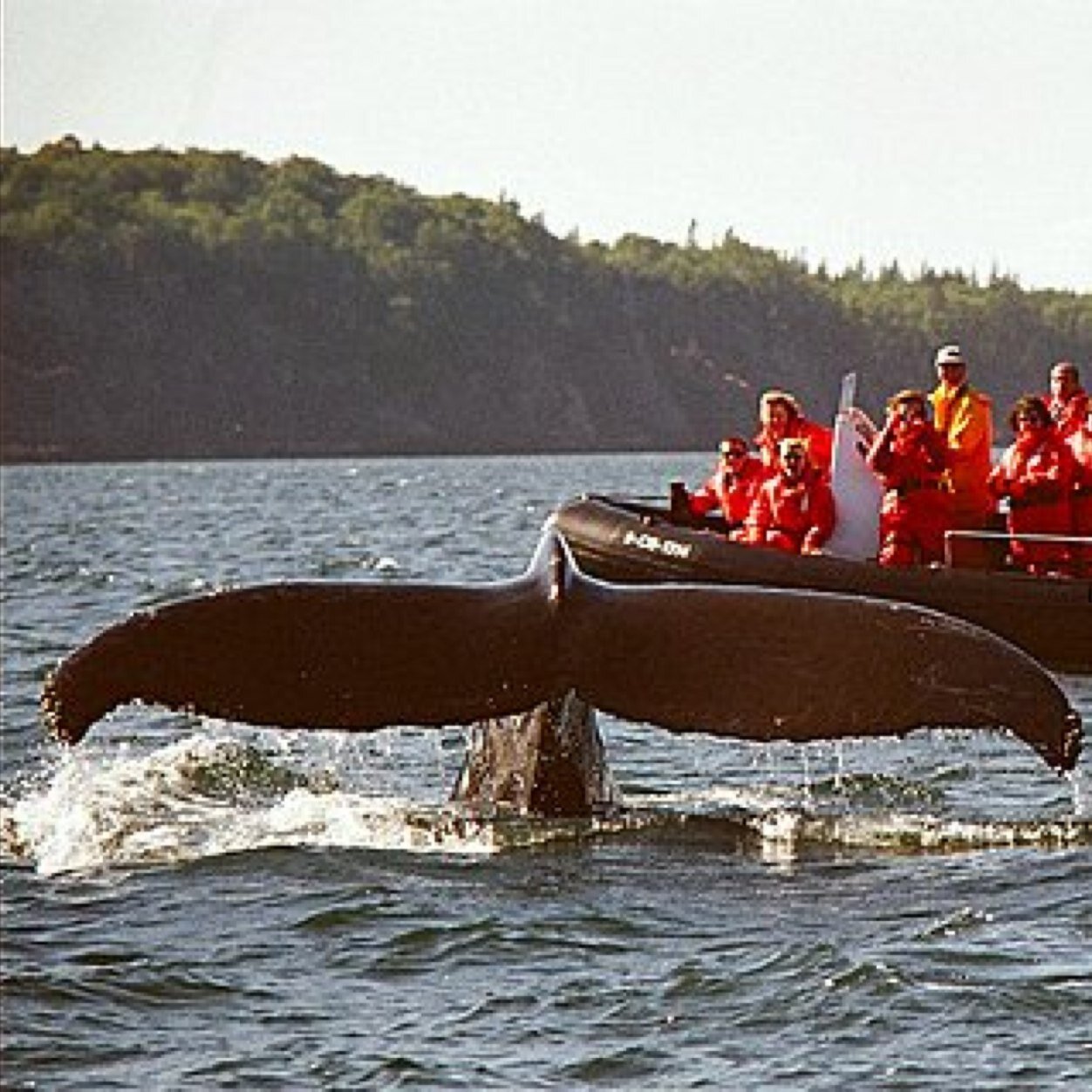 Join us aboard our 25 foot zodiac hurricane for a memorable whale watch experience on the Bay of Fundy. Celebrating 21years of whale watch experiences.