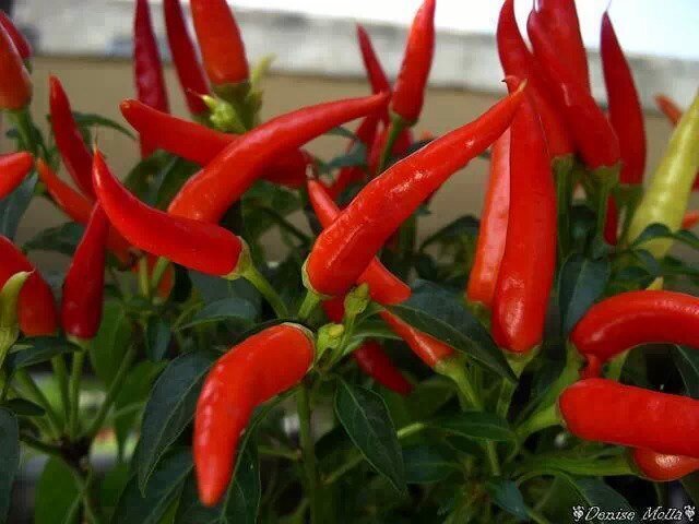 girishk735's profile picture. 