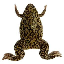 This is the official account for the National Xenopus Resource. Tweets on all the latest Xenopus news and happenings!