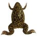 National Xenopus Resource (@xenopusnxr) Twitter profile photo National Xenopus Resource (@xenopusnxr) Twitter profile photo