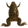 XenopusNXR's profile picture. This is the official account for the National Xenopus Resource. Tweets on all the latest Xenopus news and happenings!