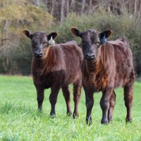 Yon Family Farms (@yonfamilyfarms) 's Twitter Profile