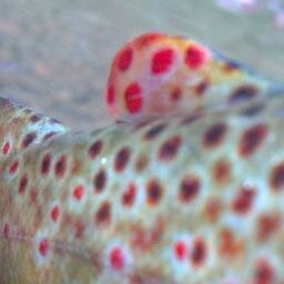 UndercutBank's profile picture. Custom hand-tied flies for all your fishing needs. Tied as they're ordered, shipped in a few days. Mostly all patterns are just $1!