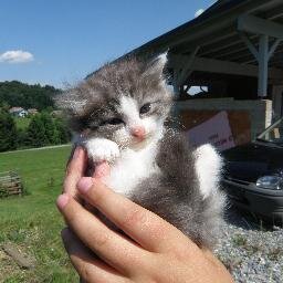 Hi ich liebe es mit wolle zu spielen MIAU und ich liebe es am Bauch gekrault zu werden & ich werde in dem Bild da oben immer nur als Baby dargestellt MIAU !!!