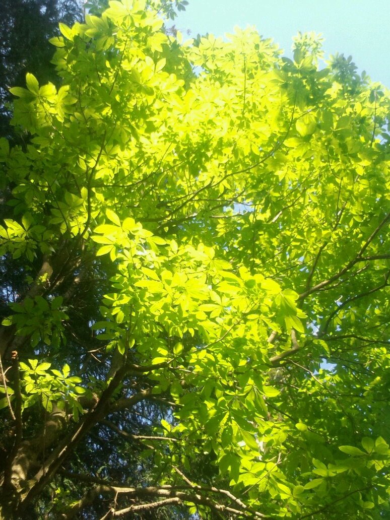 AmethystCaesar's profile picture. ネコ、自然、知られてないこと考えるの好き。脳のエネルギー配分比が宇宙のエネルギー配分比に似ていることに興味。ビッグバンは宇宙の意識の発露だと思う。