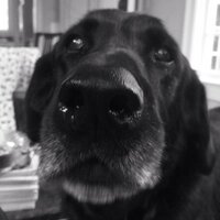 Ellen McC (@elbow_joe) 's Twitter Profile