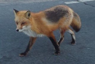 RoyalArsenalFox's profile picture. Lots of cute Foxes around Royal Arsenal - Tweet if you spot the Fox from the Foxy #royalarsenalfox