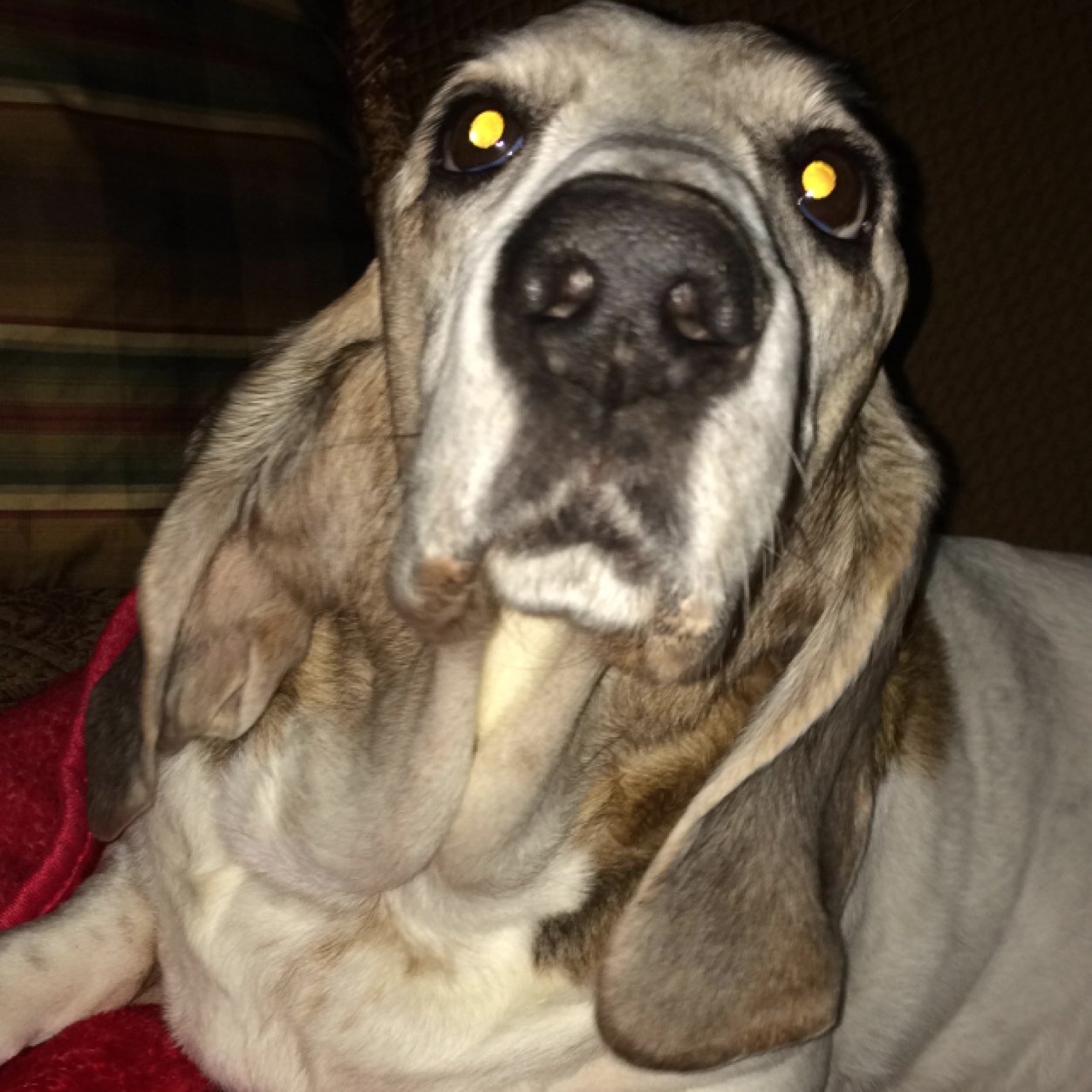 BufordTheBasset's profile picture. Catch me sun bathing