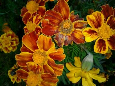 aracelilluvia's profile picture. 