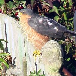 retired,keen wildlife photographer