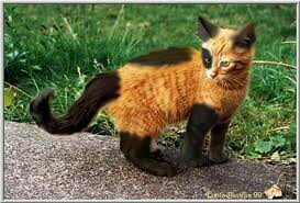 Im Rowankit im fast and a good fighter I love the woods and new people