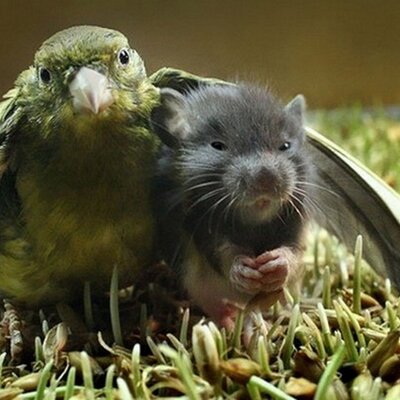 ツイ４ On Twitter 生粋の少女マンガ育ち Nobel 妄想テレパシー Https T Co Cmt18sjqmr ツイ4 Https T Co Lv74aonwb5 Twitter