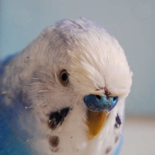 崖っぷち（2振済み）の司法試験受験生です。息抜きにtwitterを見ています。趣味はバイクツーリング、居酒屋巡りですがただいま封印中です。たんたんと日常についてつぶやいています。→２０１１年新司法試験に合格いたしました。