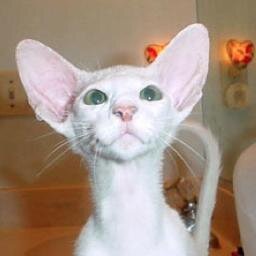 I work for TICA, The International Cat Association, wold's largest genetic registry of cats dedicated to the well being of ALL cats. I love Oriental Shorthairs