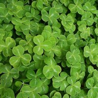 Irish Craic in D.C. (@dccraic) 's Twitter Profile