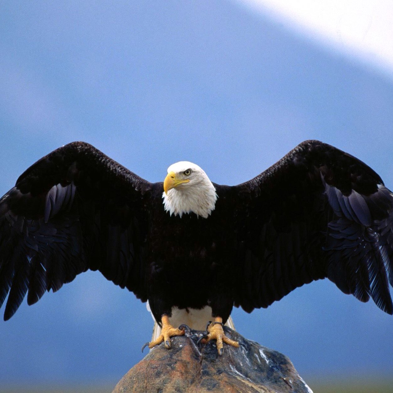 Dual3agle's profile picture. 