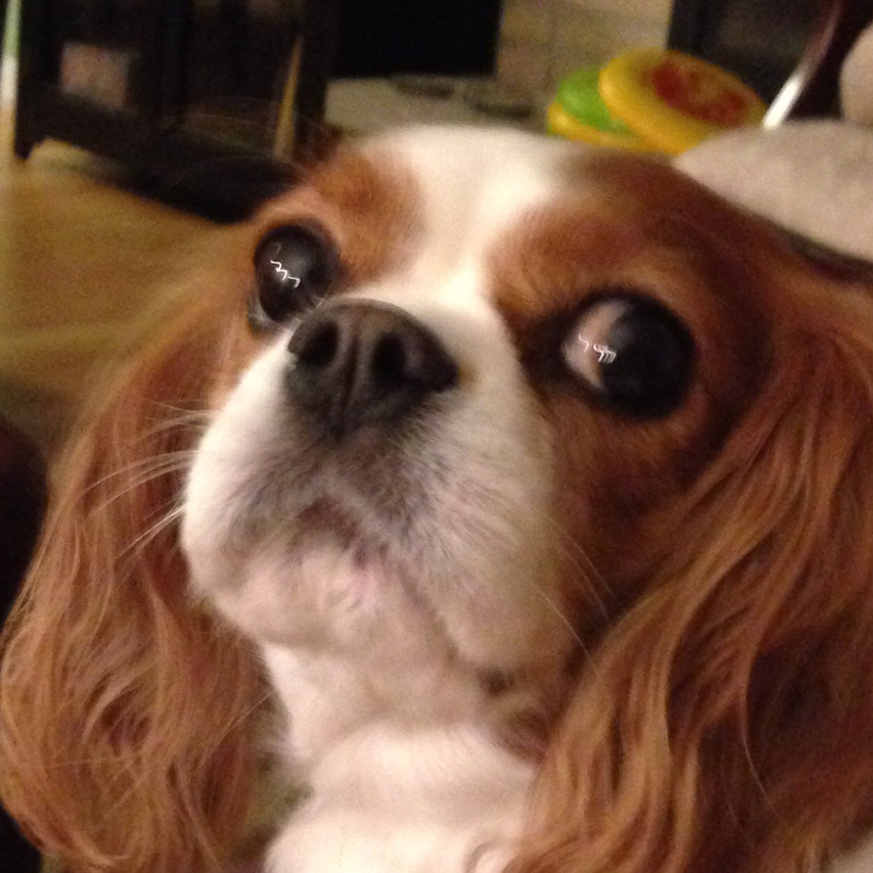Cavalier King Charles Spaniel ~ Winner of the Greatest Dog Ever© ~ lover of peanut butter ~ More tricks more treats ~ I am the definition of doggy royalty
