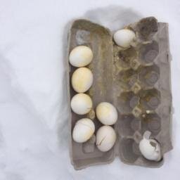 EGGINNEVERSTOPS's profile picture. Talk shit get egged, we take request by dm, have someone you don't like we got you