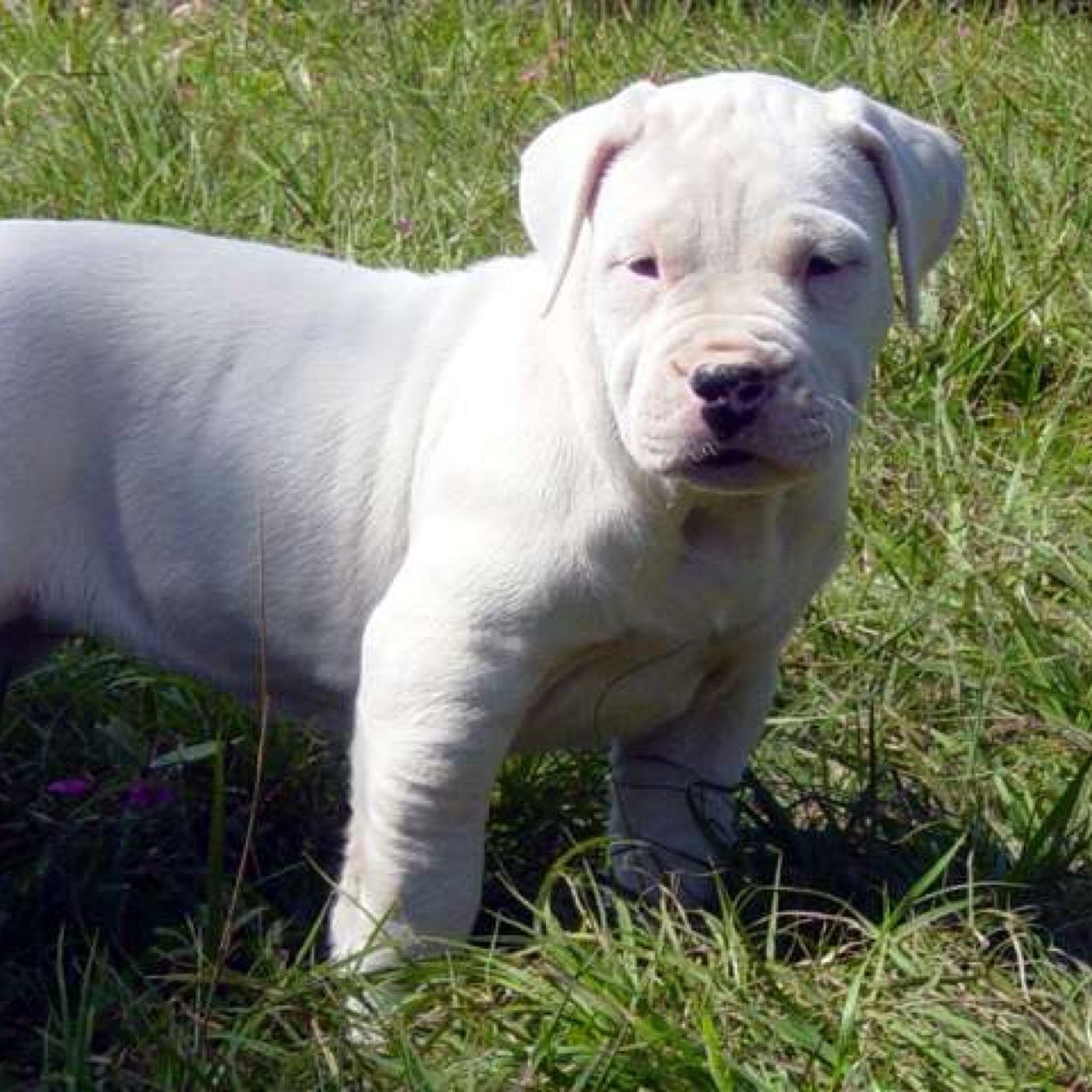 ArgentinianM's profile picture. No owner yet | one of the toughest dog breeds in the world | i dont like hurting people | friendly | *barks and rolls over playing with himself*