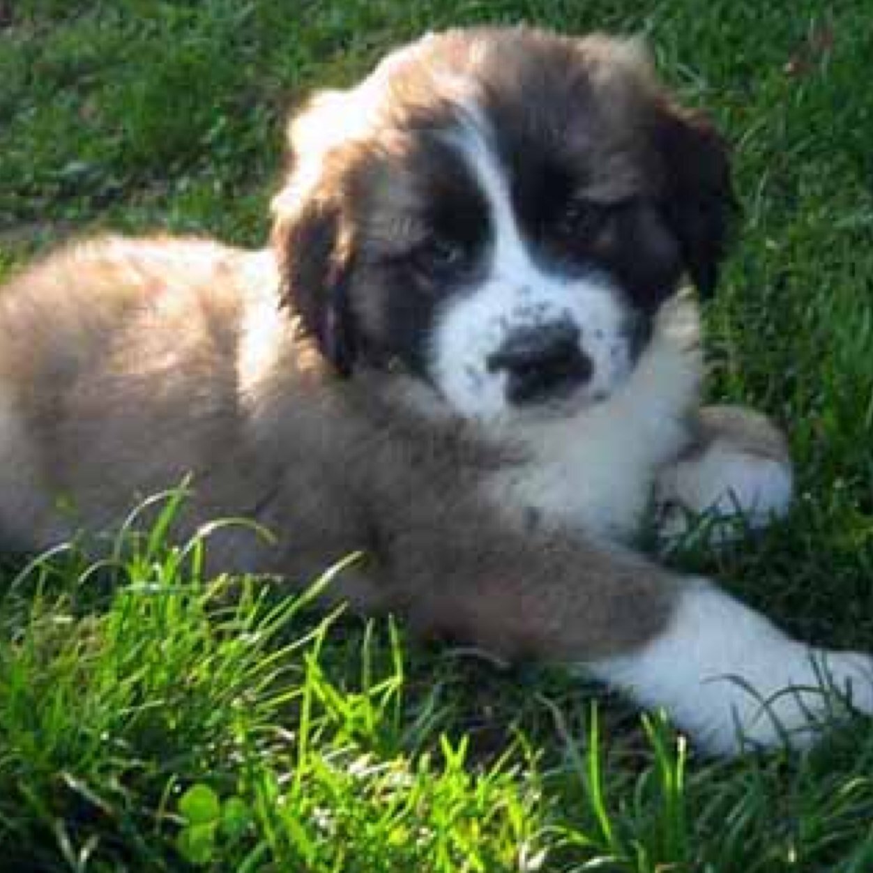 MoscowWatchT's profile picture. Owner : --- \ Watchdog in training \ Friendly \ *sits and watches*