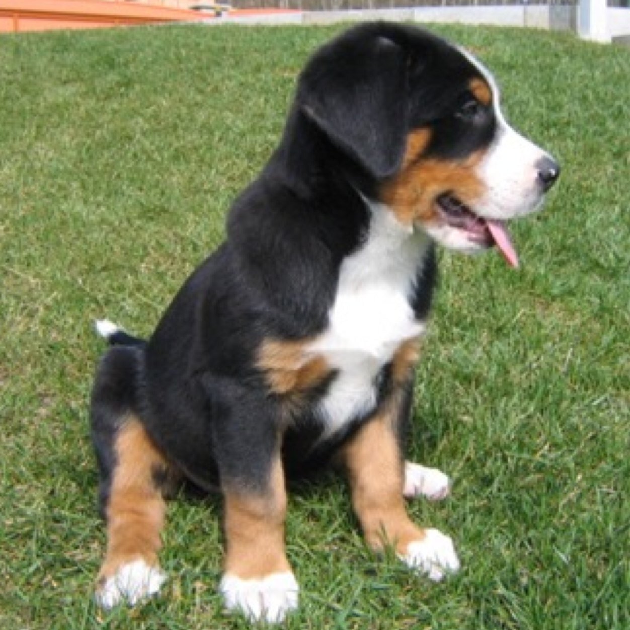 SwissMountainJ's profile picture. Owner: not yet / Very friendly / Play?