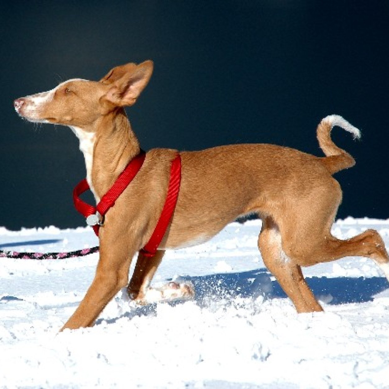 IbezanHound's profile picture. no owner | loyal friend | tall | good with kids | relative breed to the greyhound | great for dog shows | *wags his tail*